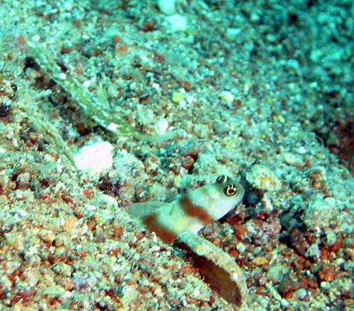 Steinitz' Shrimp Goby | Amblyeleotris steinitzi photo