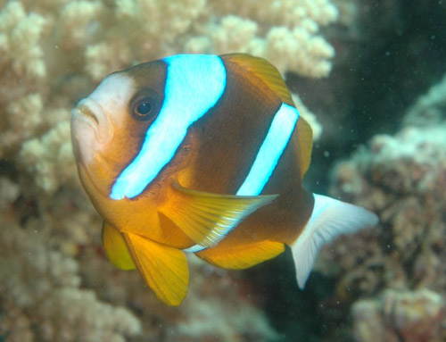 Barrier Reef Anemonefish | Amphiprion akindynos photo