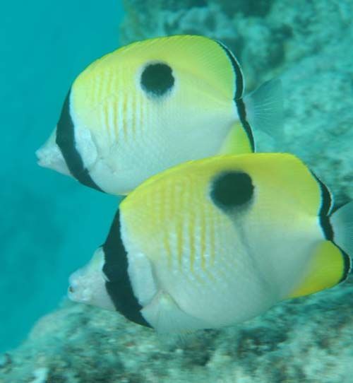 Teardrop Butterflyfish | Chaetodon unimaculatus photo