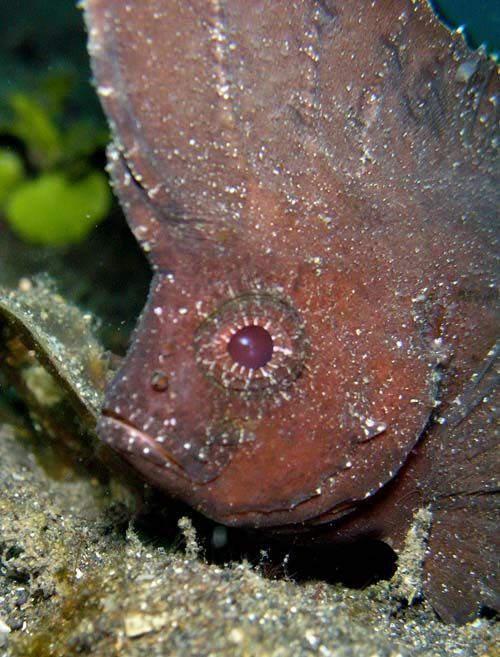 Cockatoo Waspfish | Ablabys taenianotus photo