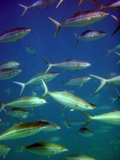 Rainbow Runner | Elagatis bipinnulata photo