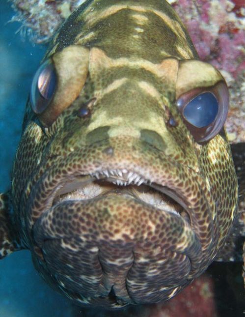 Camouflage Grouper | Epinephelus polyphekadion photo