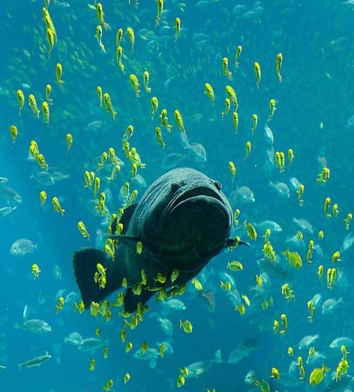 Queensland Groper | Epinephelus lanceolatus photo