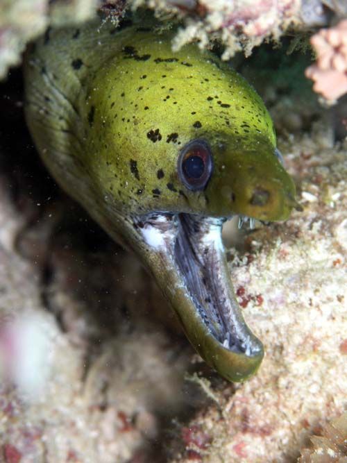 Fimbriate Moray | Gymnothorax fimbriatus photo