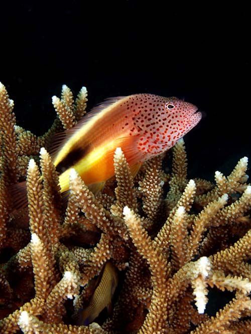 Forster's Hawkfish | Paracirrhites forsteri photo