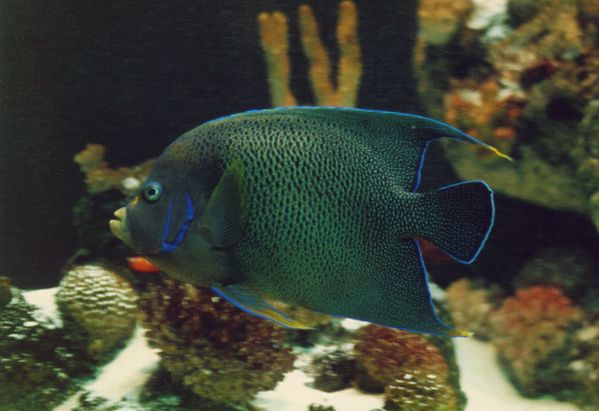 Blue Angelfish | Pomacanthus semicirculatus photo