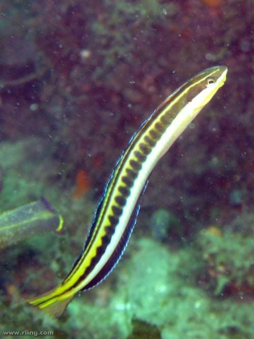 Piano Fangblenny | Plagiotremus tapeinosoma photo