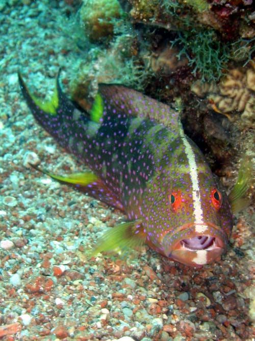 Coronation Cod | Variola louti photo