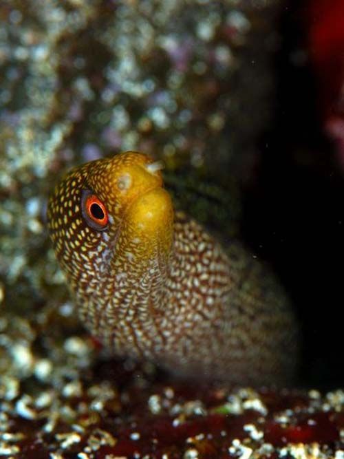 Abbott's Moray | Gymnothorax eurostus photo