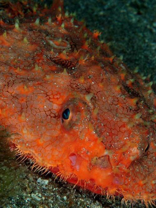 Starry Batfish | Halieutaea stellata photo