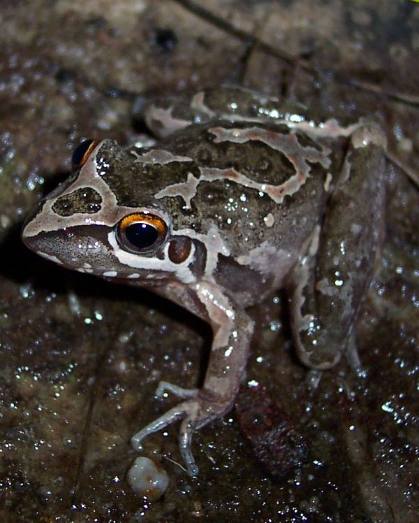 Freycinet's Frog | Litoria freycineti photo