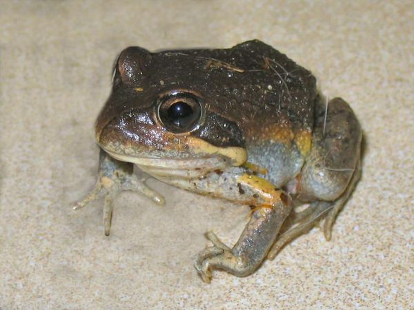 Northern Banjo Frog | Limnodynastes terraereginae photo