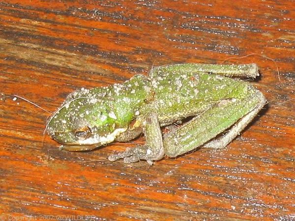 Eastern Dwarf Tree Frog | Litoria fallax photo