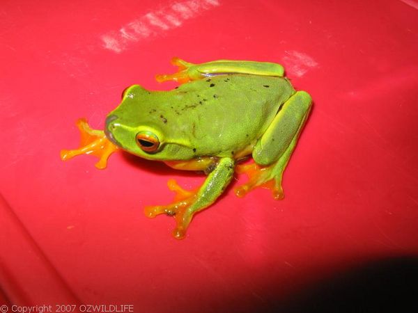 Dainty Tree Frog | Litoria gracilenta photo