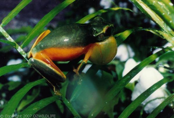 Dainty Tree Frog | Litoria gracilenta photo