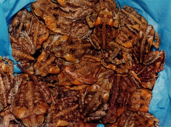 Cane Toad | Bufo marinus photo