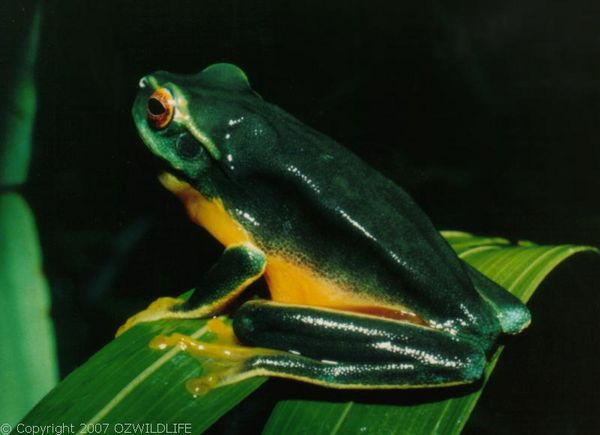 Dainty Tree Frog | Litoria gracilenta photo