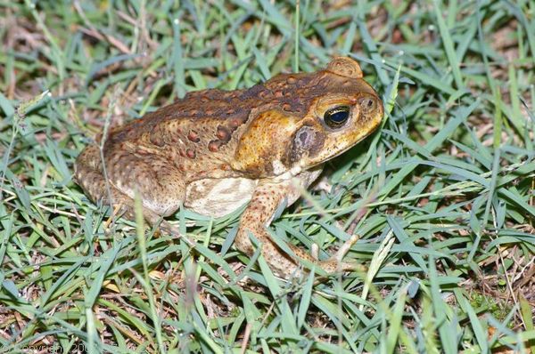 Cane Toad (Bufo marinus)