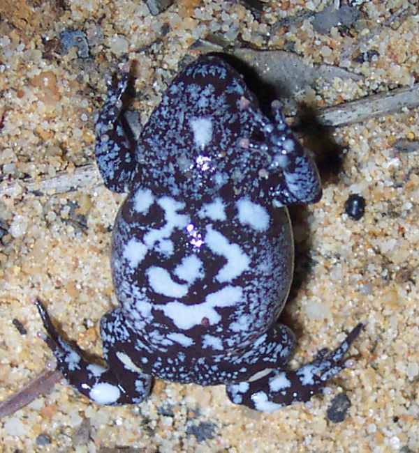 Red-crowned Toadlet | Pseudophryne australis photo