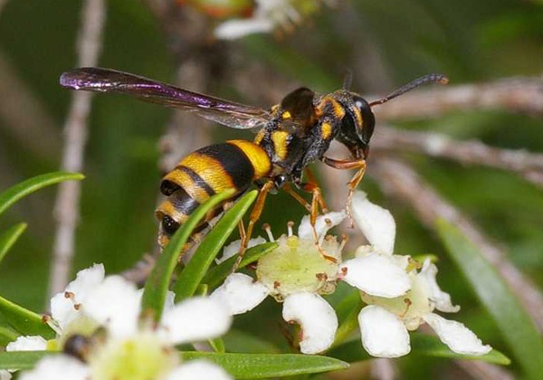 Paper Wasp (Vespidae family sp1)