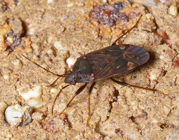 unknown (Lygaeidae family sp1)