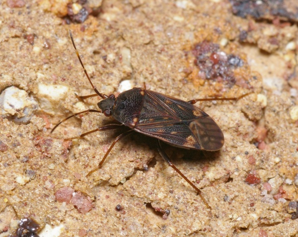 unknown (Lygaeidae family sp1)