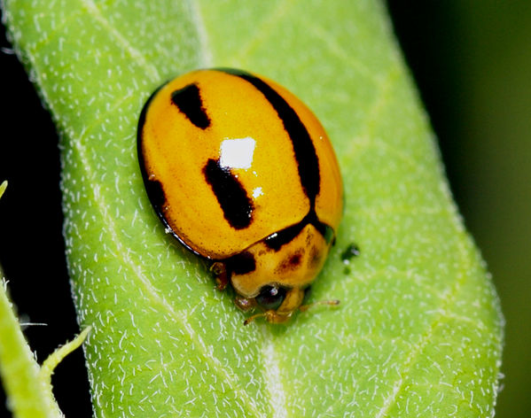 Variable Ladybird striped form (Coelophora inaequalis 2)