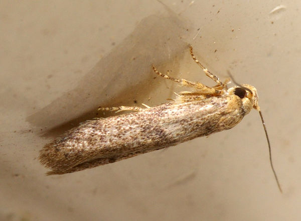 Oecophorid moth (Oecophoridae family sp3)