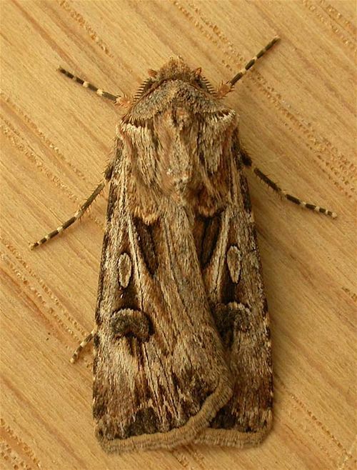 Brown cutworm | Agrotis munda photo