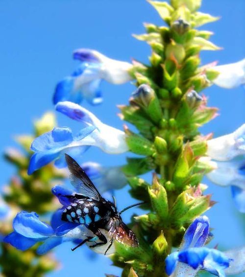 Cuckoo Bee | Thyreus caeruleopunctatus photo