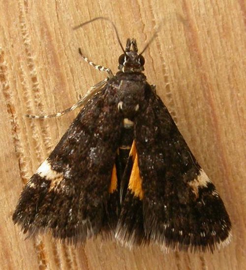 no common name | Heliothela ophideresana photo