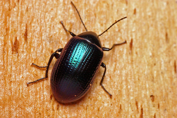 Chalcopterus Beetle | Chalcopteroides sp photo