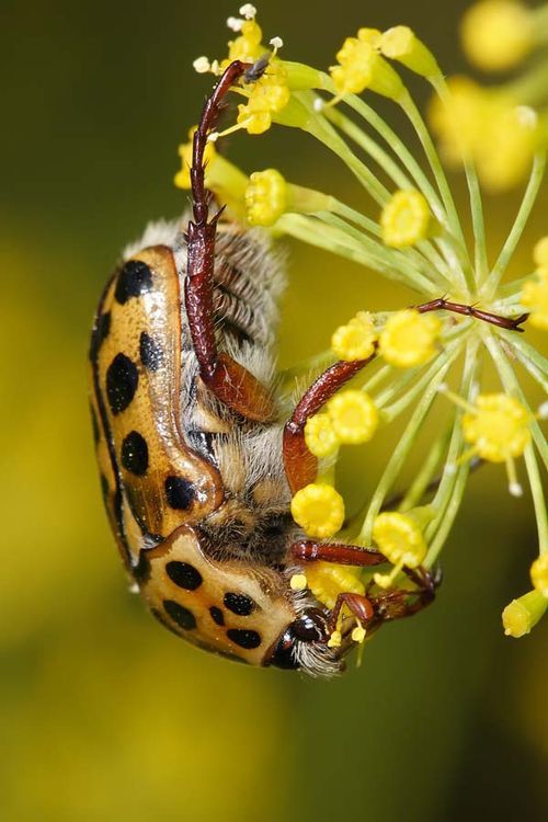 Punctate Flower Chafer | Polystigma punctata photo