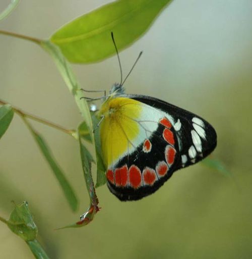 Scarlet Jezebel Delias Argenthona