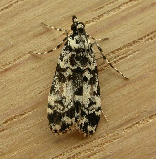 No common name | Scoparia aphrodes photo