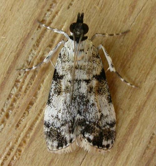 No common name | Scoparia niphetodes photo