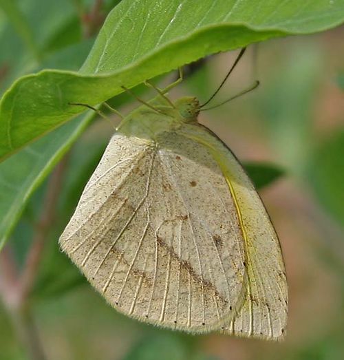 Lined Grass-yellow | Eurema laeta photo