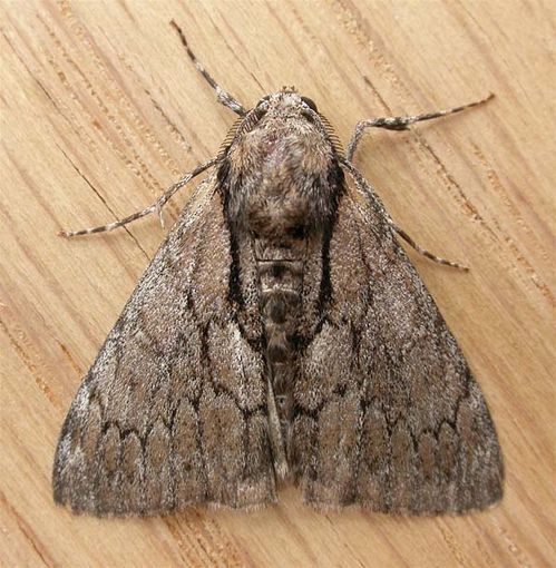 No common name | Sterictopsis argyraspis photo