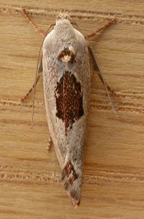 No common name | Tymbophora peltastis photo