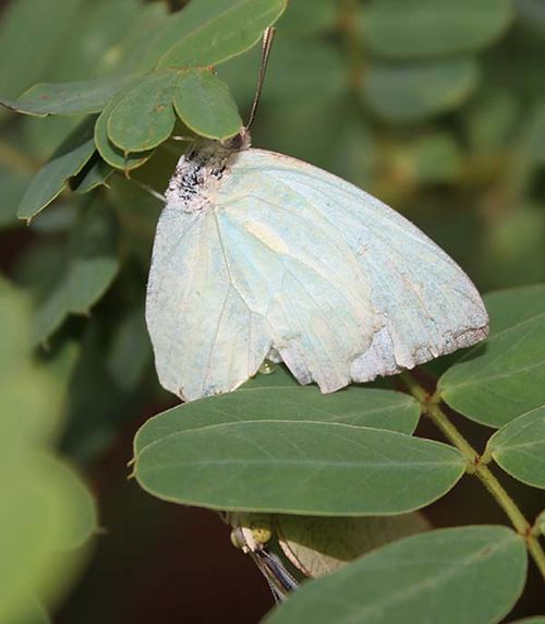 White Migrant | Catopsilia pyranthe photo