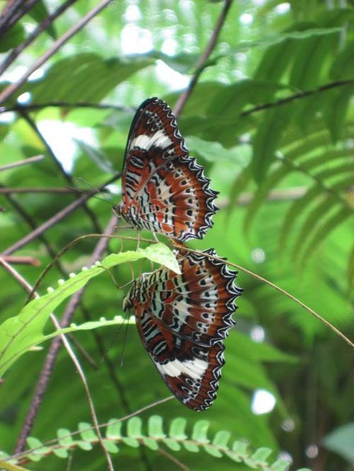 Orange Lacewing | Cethosia penthesilea photo