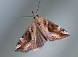 Hypena moth