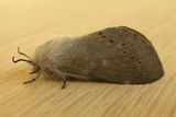 Pinara Moth