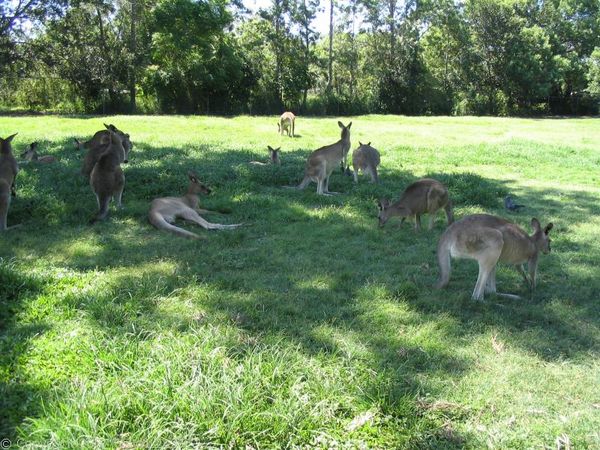 Eastern Grey Kangaroo | Macropus giganteus photo