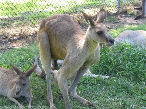 Eastern Grey Kangaroo | Macropus giganteus photo