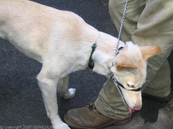 Dingo | Canis lupus photo