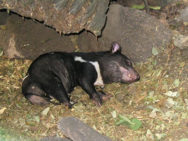 Tasmanian Devil | Sarcophilus harrisii photo