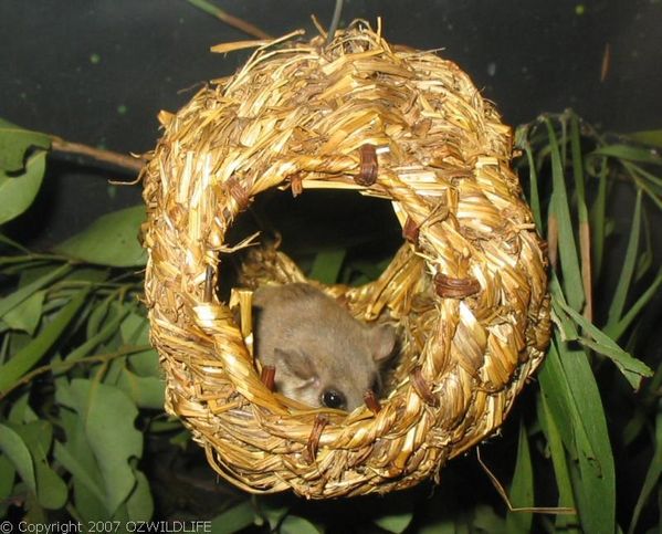 Feathertail Glider | Acrobates pygmaeus photo