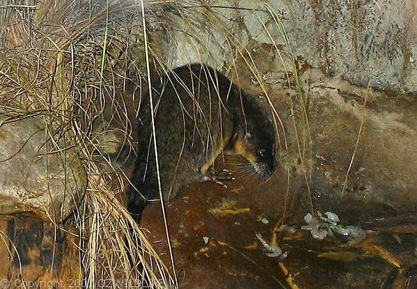 Water-rat | Hydromys chrysogaster photo