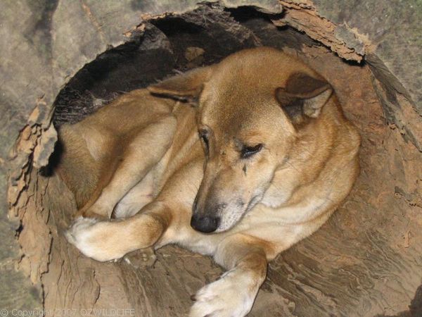 Dingo | Canis lupus photo